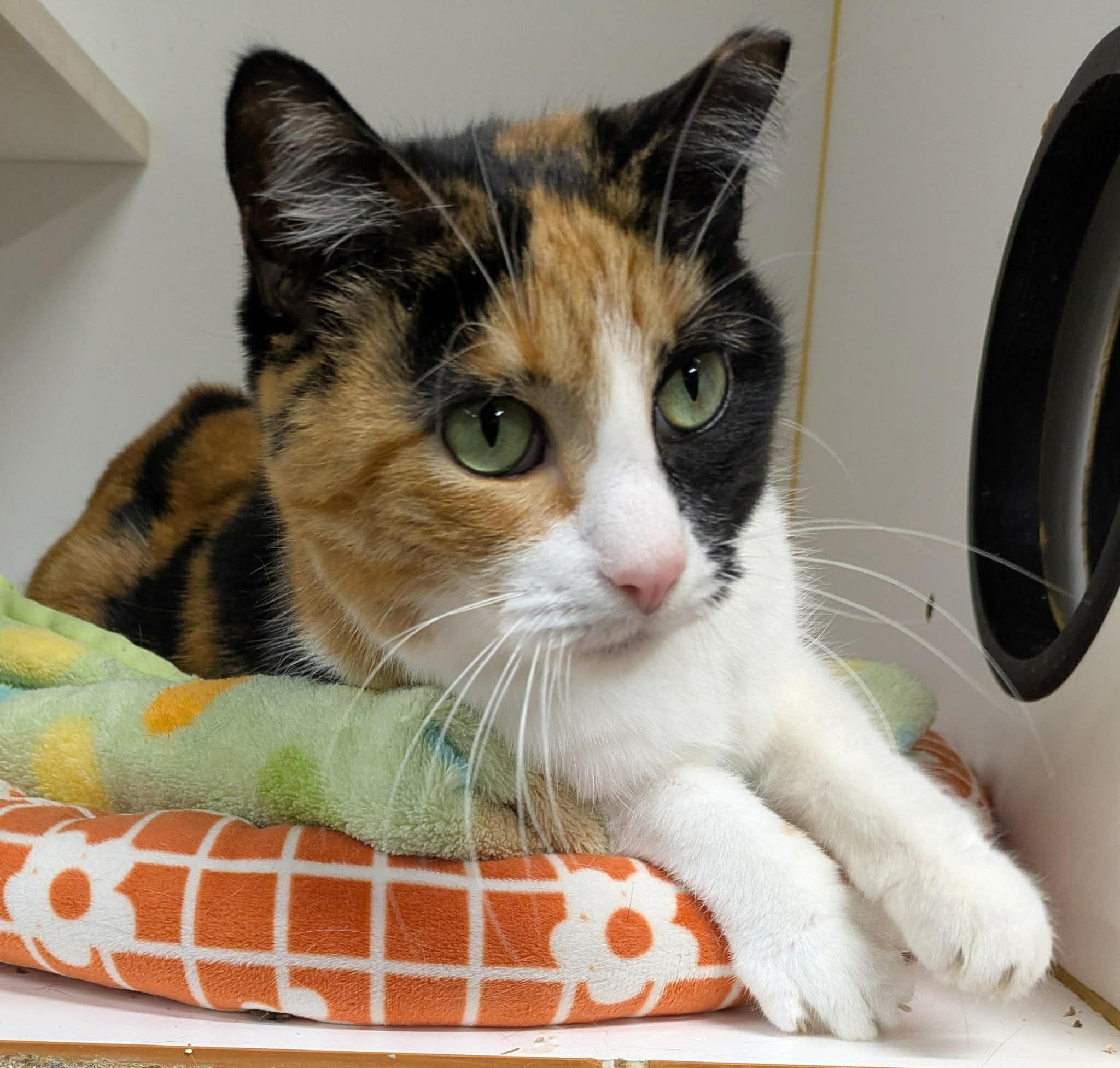 Enlarge Blossom, an adopted Domestic Short Hair in Mears, MI image 4/4