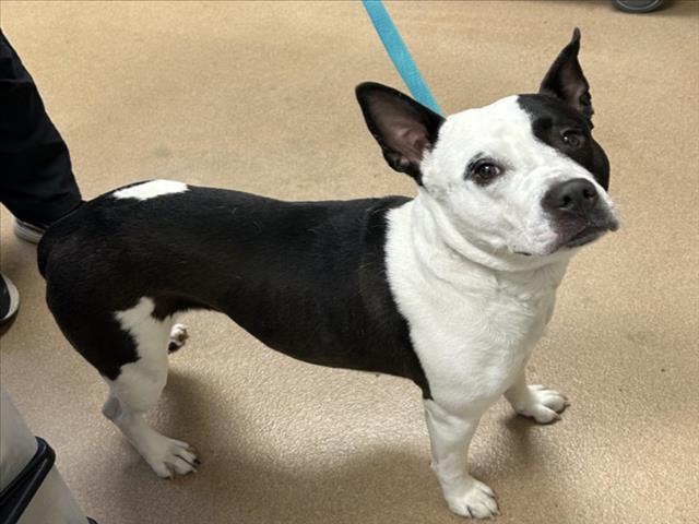 SHELBY, Adoptable, Adult Female Australian Cattle Dog / Blue Heeler & Mixed Breed.