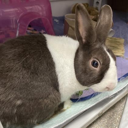 Enlarge Nugo, a Adoptable Dutch in Wheaton, IL image 1/3