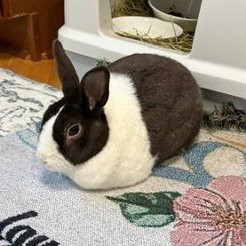 Enlarge Nugo, a Adoptable Dutch in Wheaton, IL image 2/3