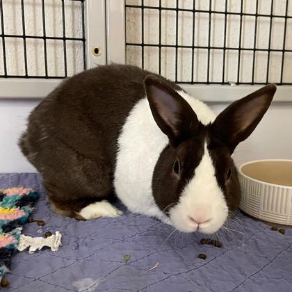 Enlarge Nugo, a Adoptable Dutch in Wheaton, IL image 3/3