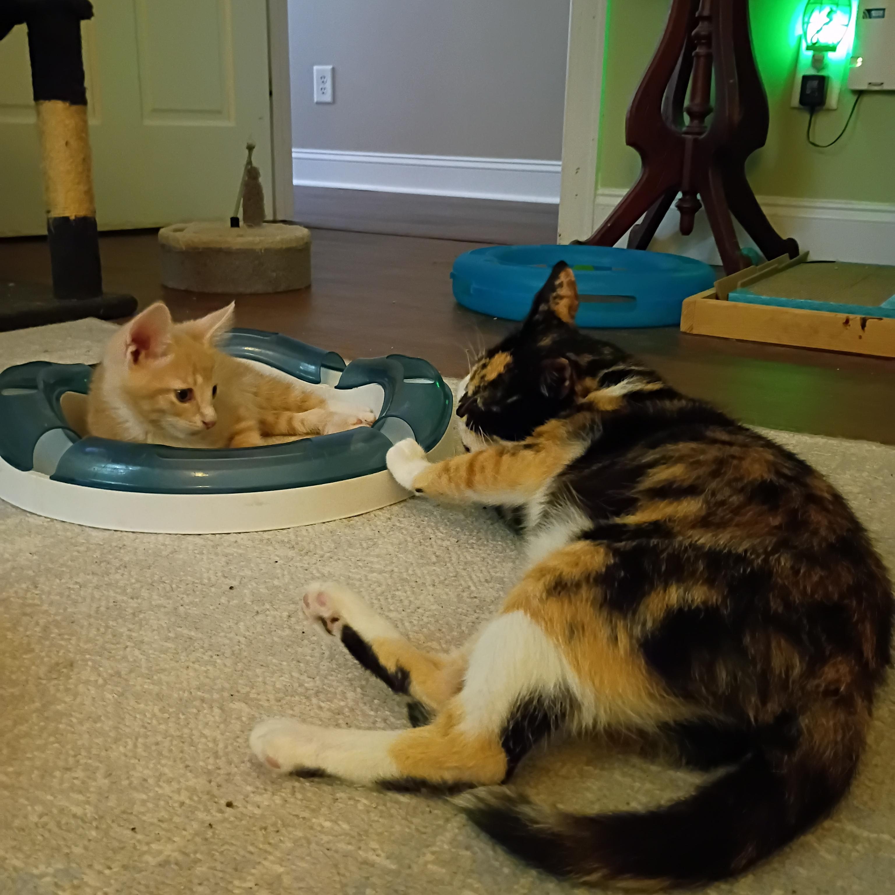 Enlarge Fluffernutter, a ADOPTABLE Domestic Short Hair in Myrtle Beach, SC image 5/6