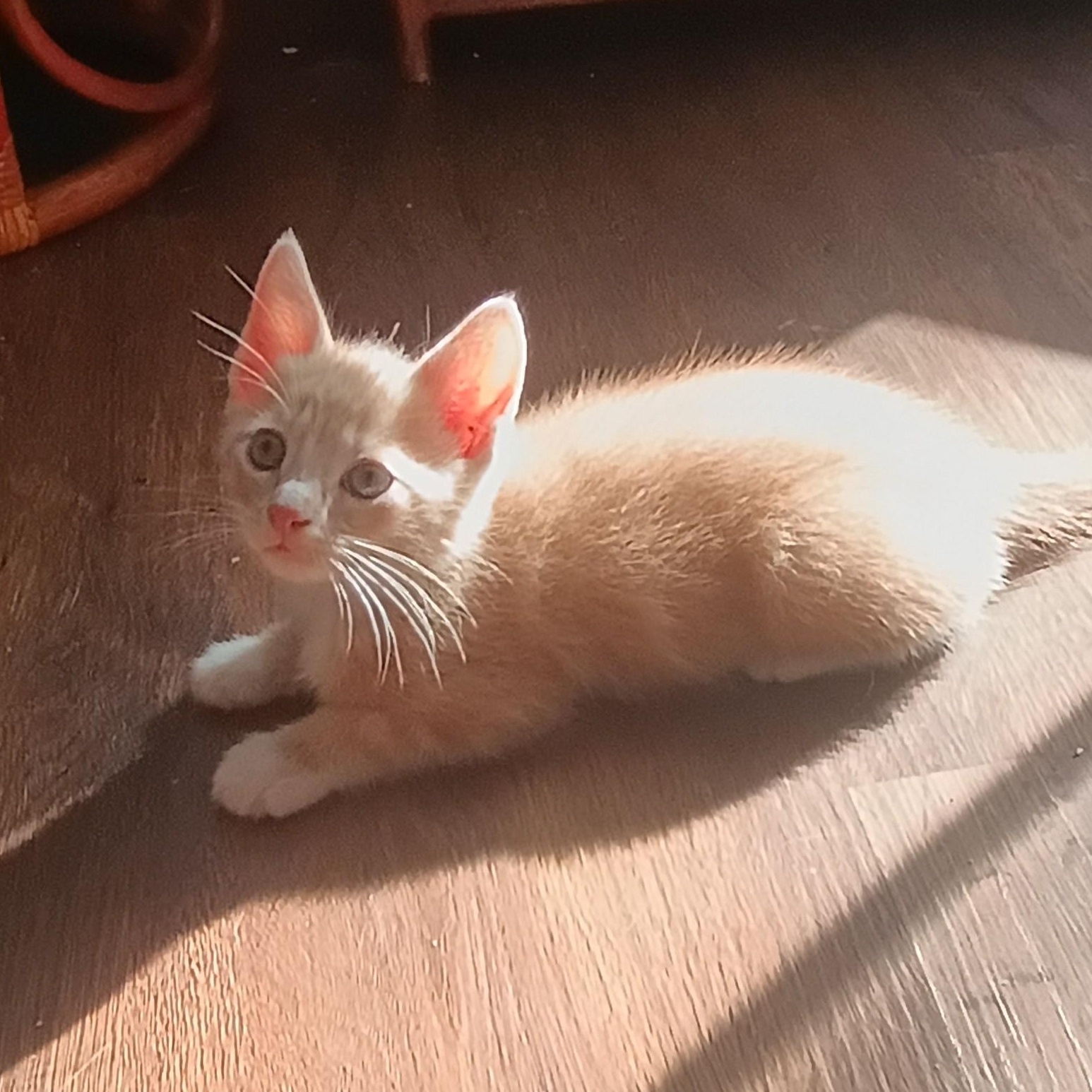 Enlarge Fluffernutter, a ADOPTABLE Domestic Short Hair in Myrtle Beach, SC image 4/6