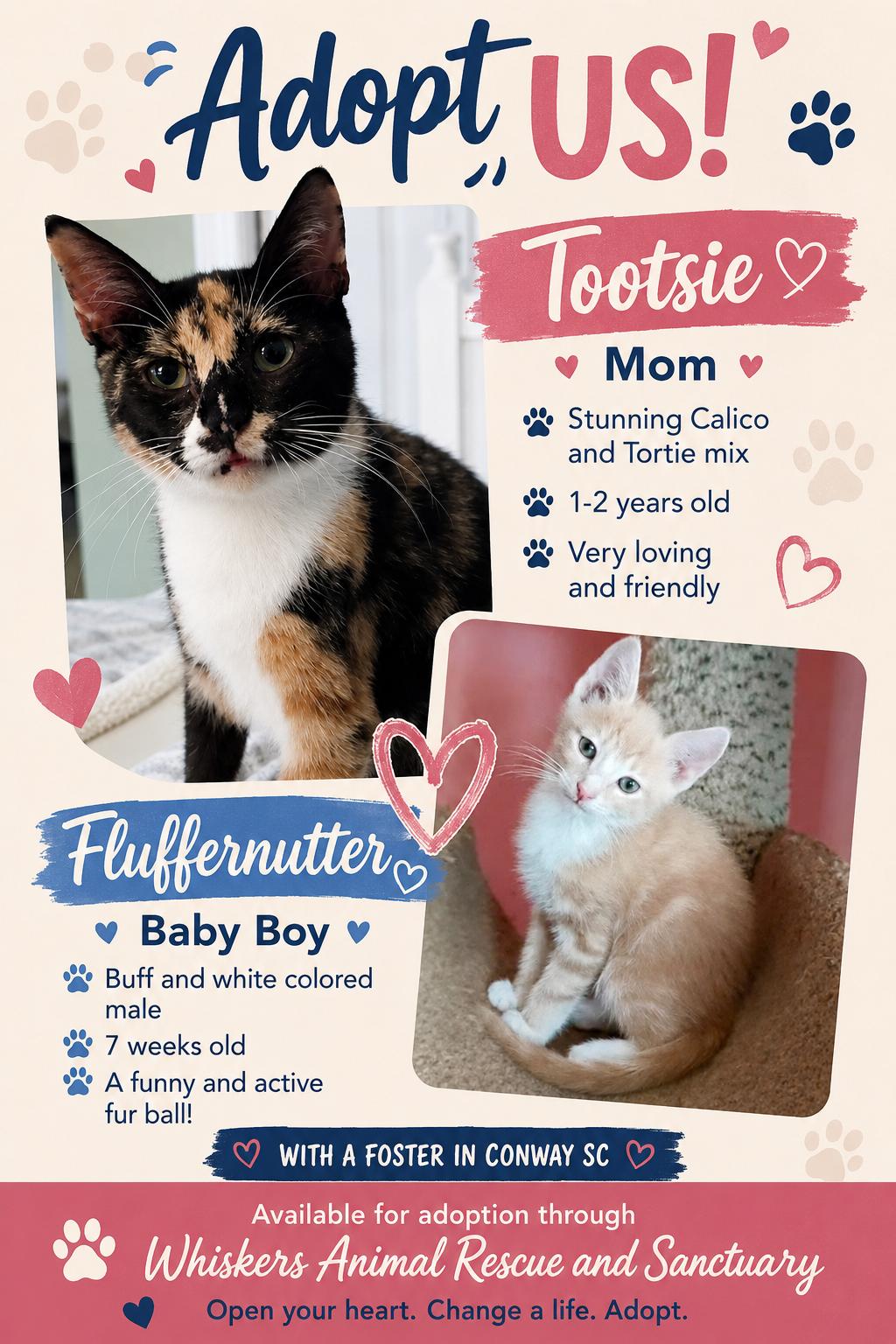 Enlarge Fluffernutter, a ADOPTABLE Domestic Short Hair in Myrtle Beach, SC image 6/6
