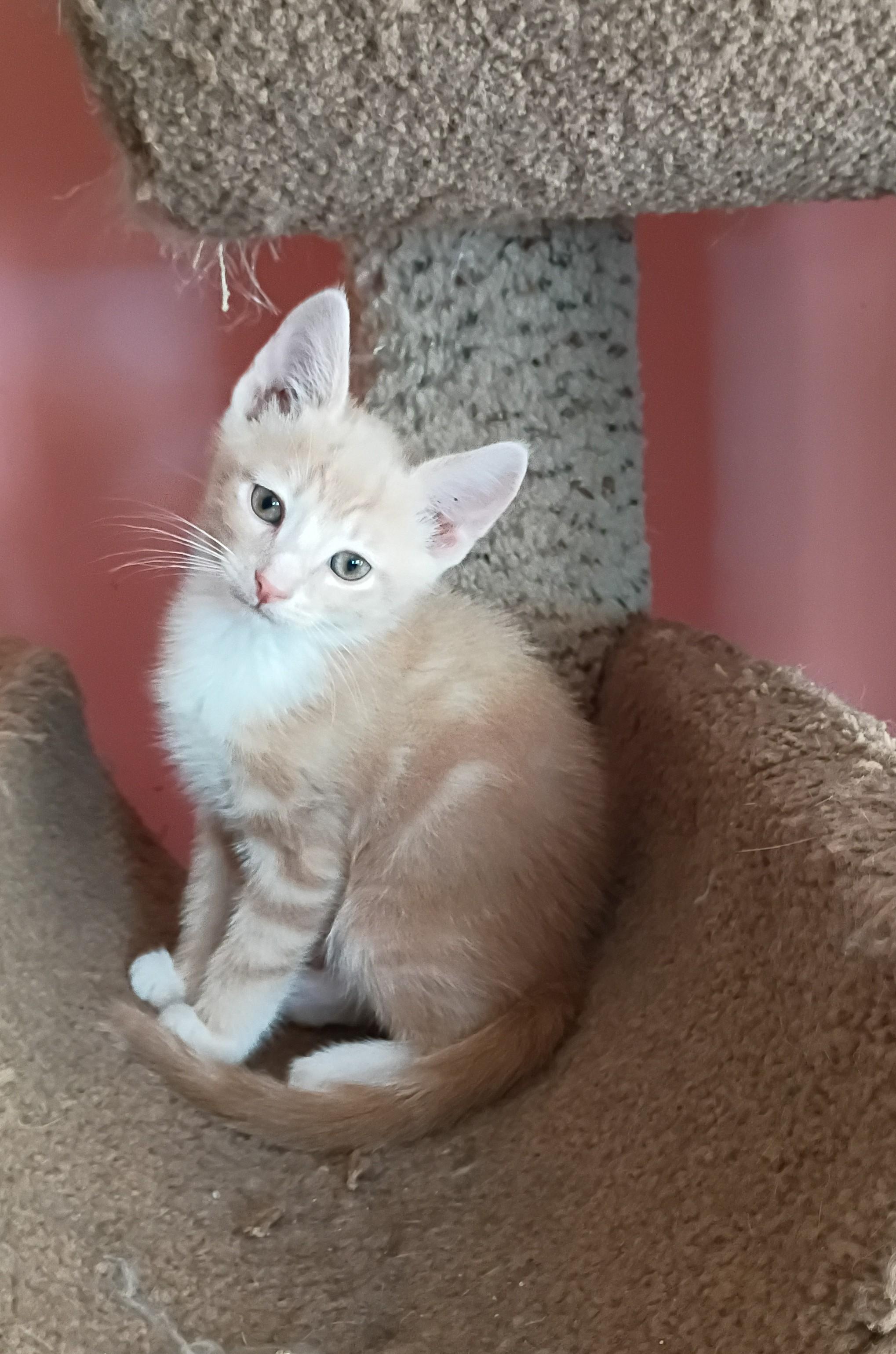 Enlarge Fluffernutter, a ADOPTABLE Domestic Short Hair in Myrtle Beach, SC image 1/6