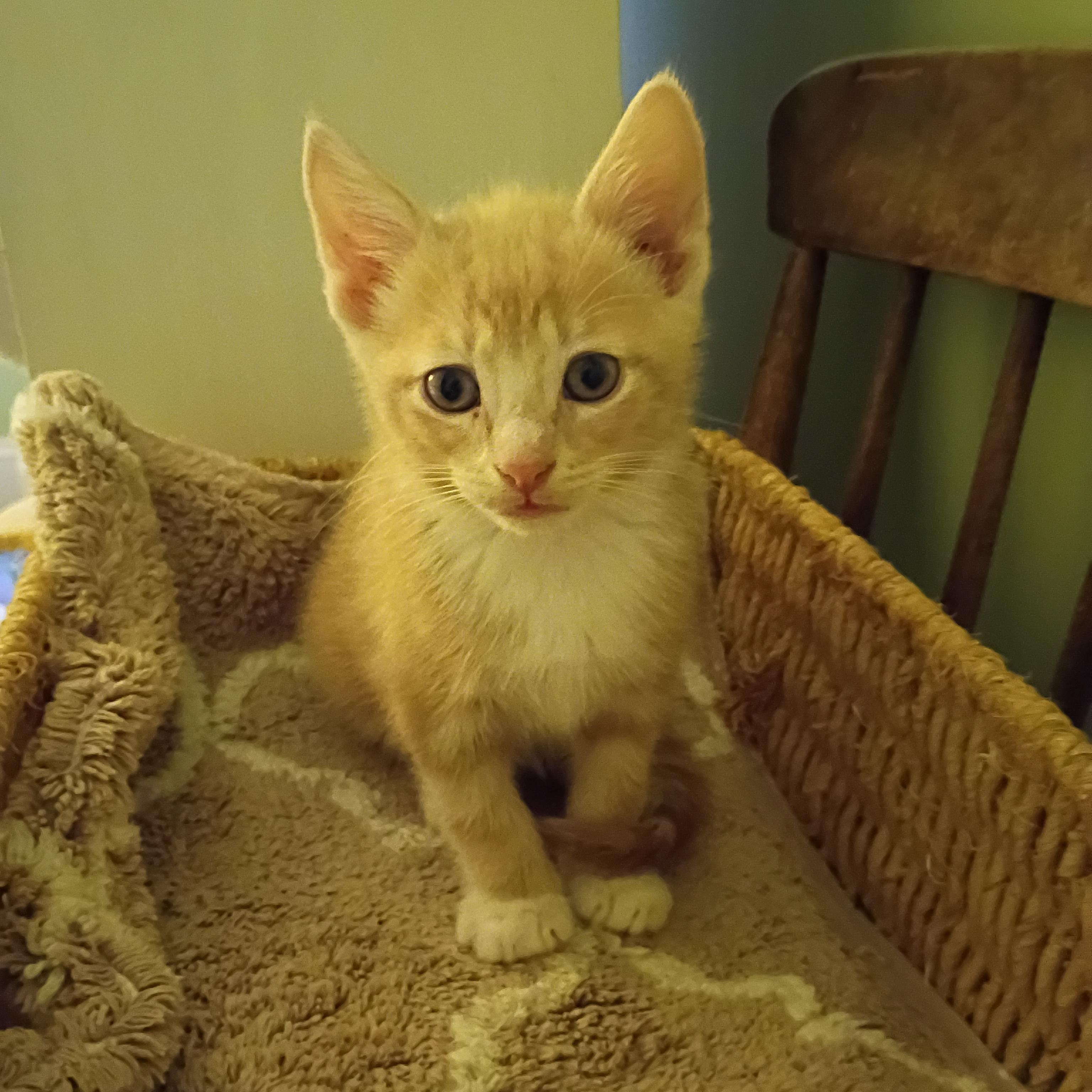 Enlarge Fluffernutter, a ADOPTABLE Domestic Short Hair in Myrtle Beach, SC image 3/6