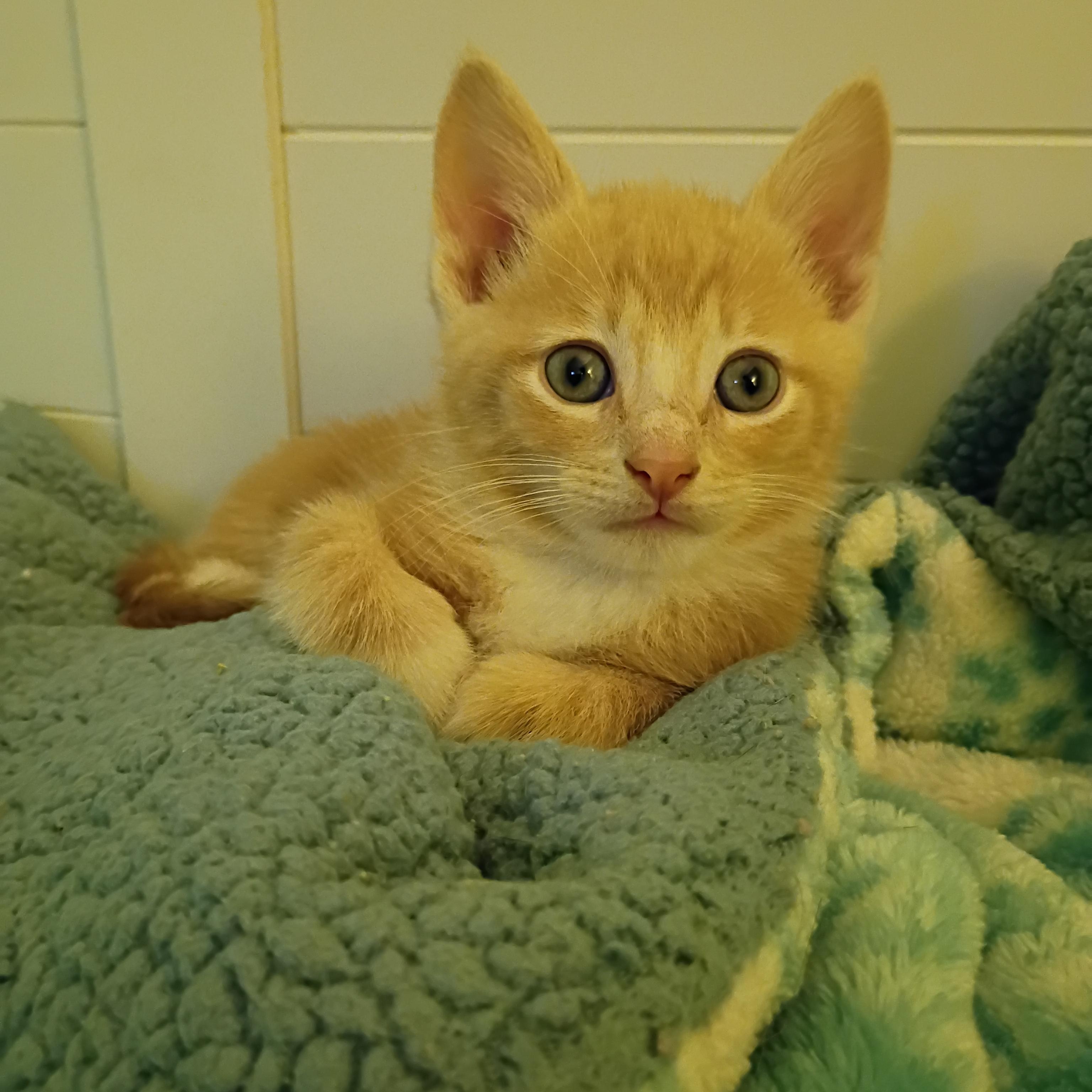 Enlarge Fluffernutter, a ADOPTABLE Domestic Short Hair in Myrtle Beach, SC image 2/6