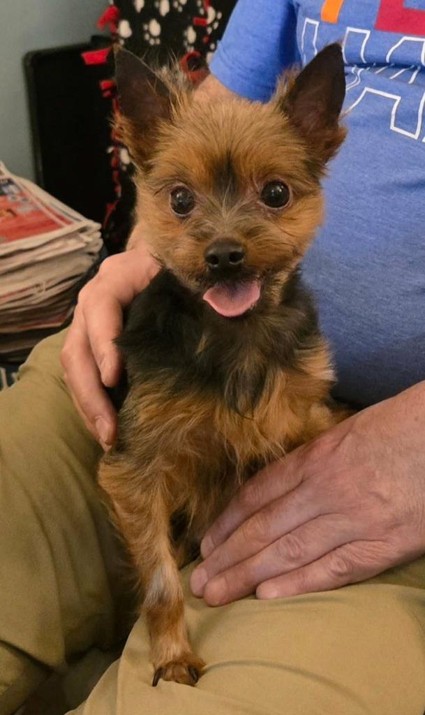 Romeo, Adopted, Adult Male Yorkshire Terrier.
