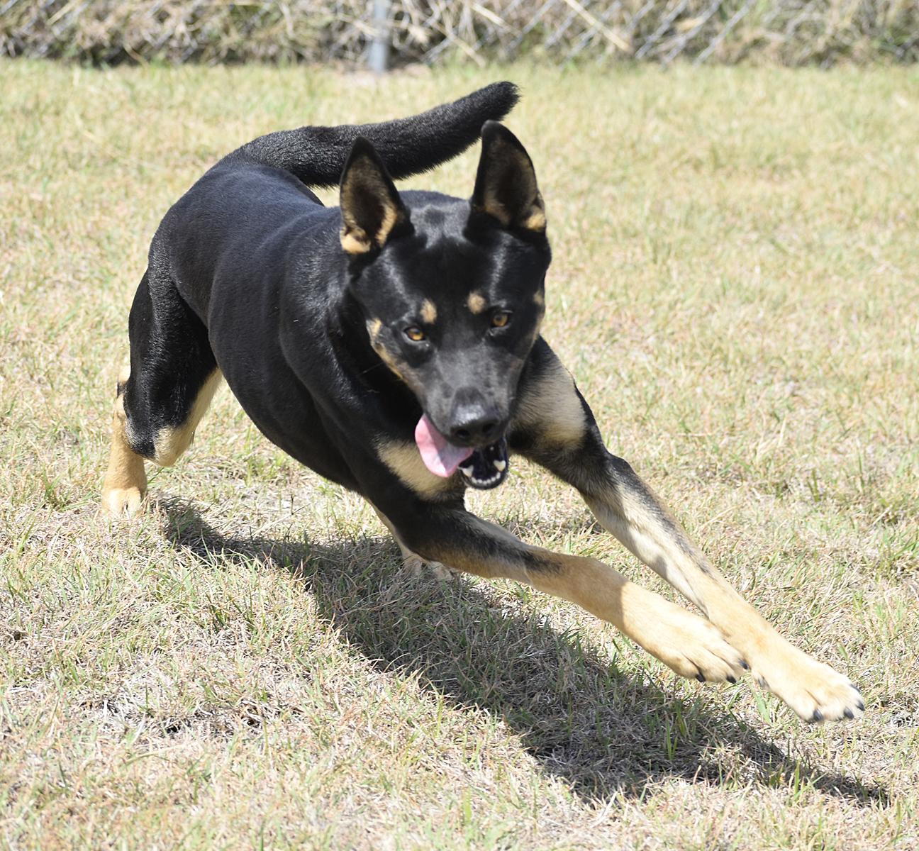 Theo, Adoptable, Young Male German Shepherd Dog & Rottweiler.