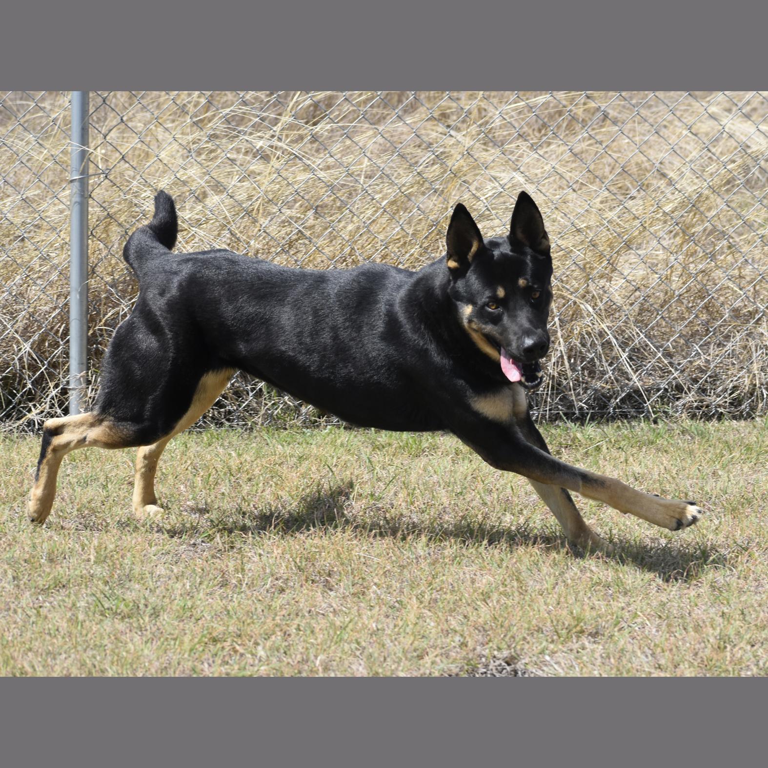 Enlarge Theo, a Adoptable mixed breed in Georgetown, TX image 2/4
