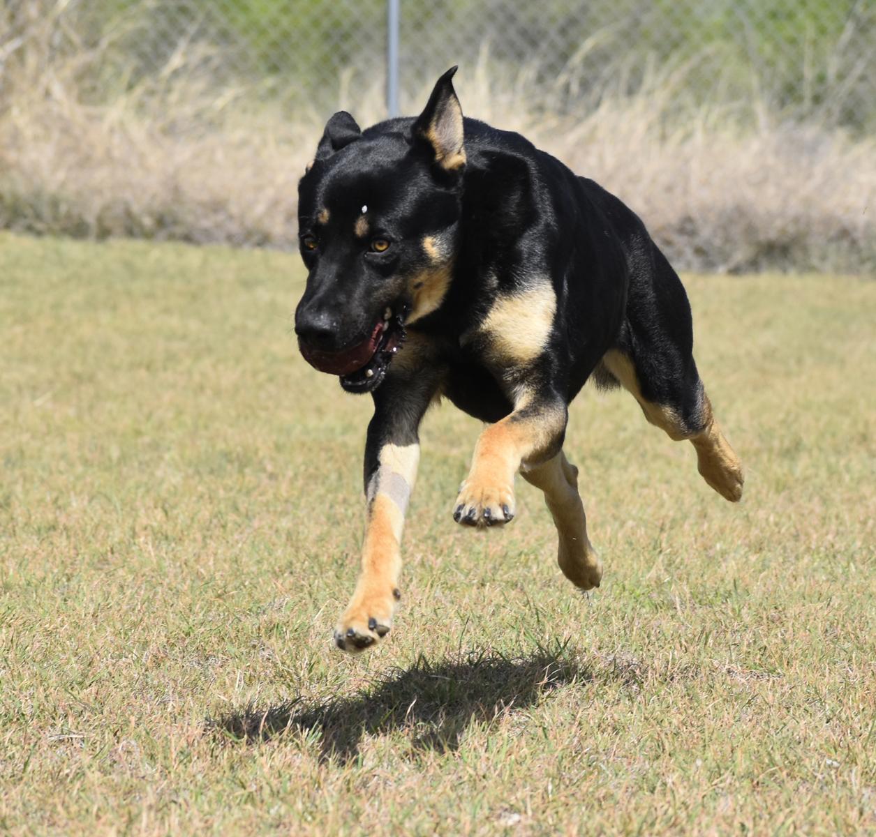 Enlarge Theo, a Adoptable mixed breed in Georgetown, TX image 3/4