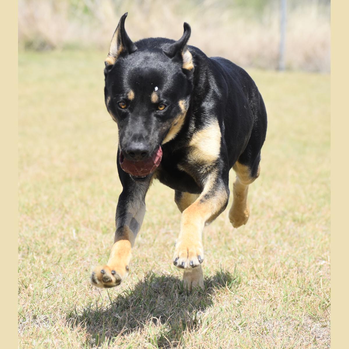 Enlarge Theo, a Adoptable mixed breed in Georgetown, TX image 4/4