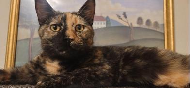 Enlarge Sira, a ADOPTABLE Domestic Short Hair in Liverpool, TX image 2/5