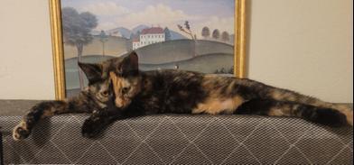 Enlarge Sira, a ADOPTABLE Domestic Short Hair in Liverpool, TX image 4/5