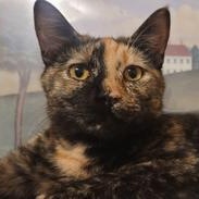 Enlarge Sira, a ADOPTABLE Domestic Short Hair in Liverpool, TX image 1/5