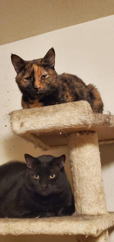 Enlarge Sira, a ADOPTABLE Domestic Short Hair in Liverpool, TX image 3/5