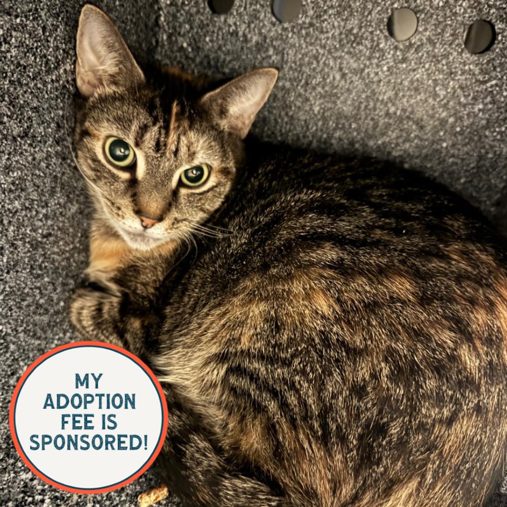 Momma, Adoptable, Adult Female Domestic Short Hair.