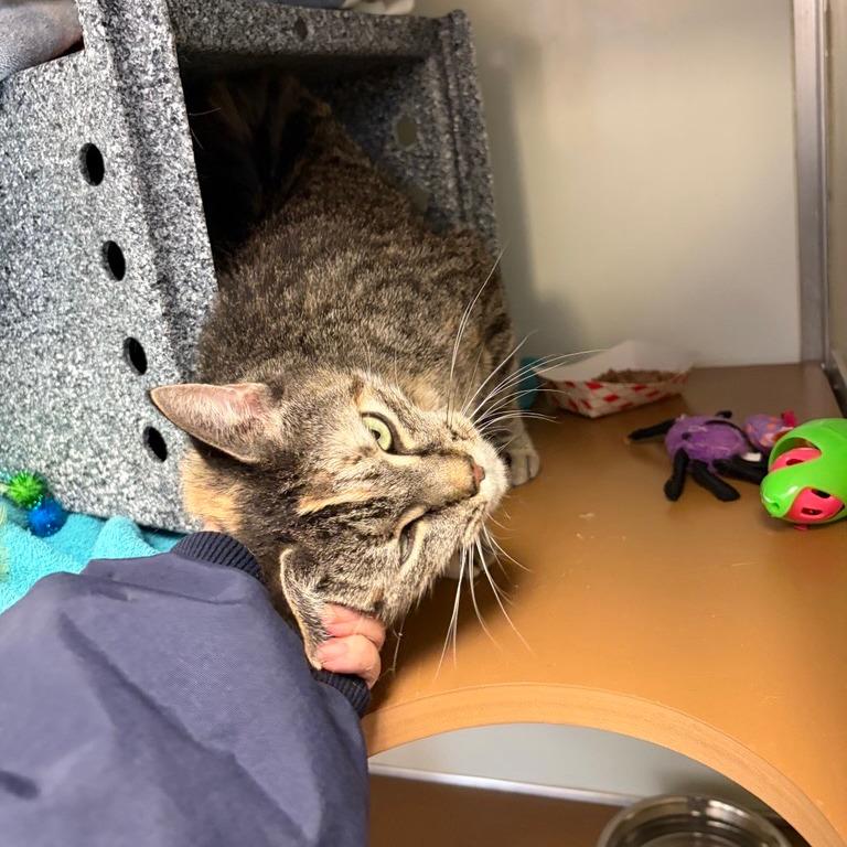 Momma - IN FOSTER, Adoptable, Adult Female Domestic Short Hair.