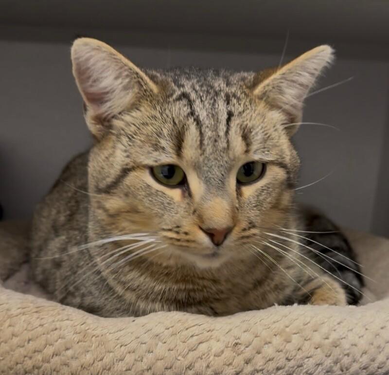 Blitzen, Adoptable, Adult Male Domestic Short Hair.