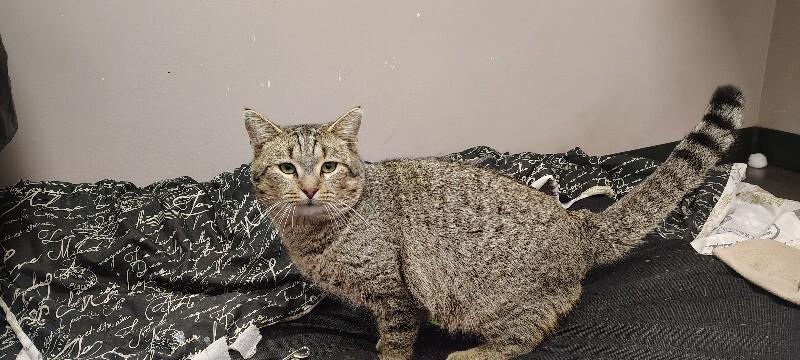 Enlarge Blitzen, a Adoptable Domestic Short Hair in Osseo, MI image 2/2