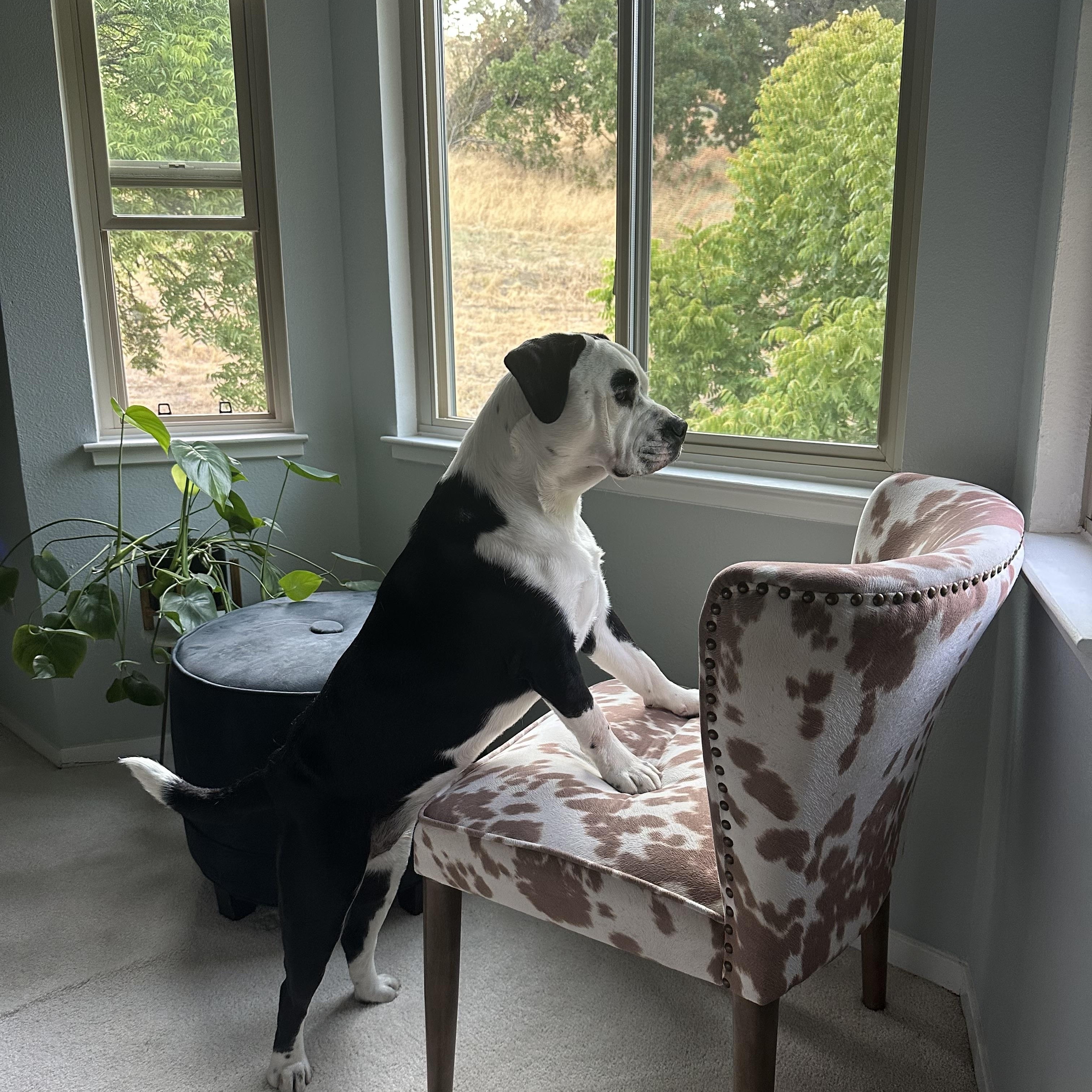 Daisy Muffin, Adoptable, Young Female Pit Bull Terrier.