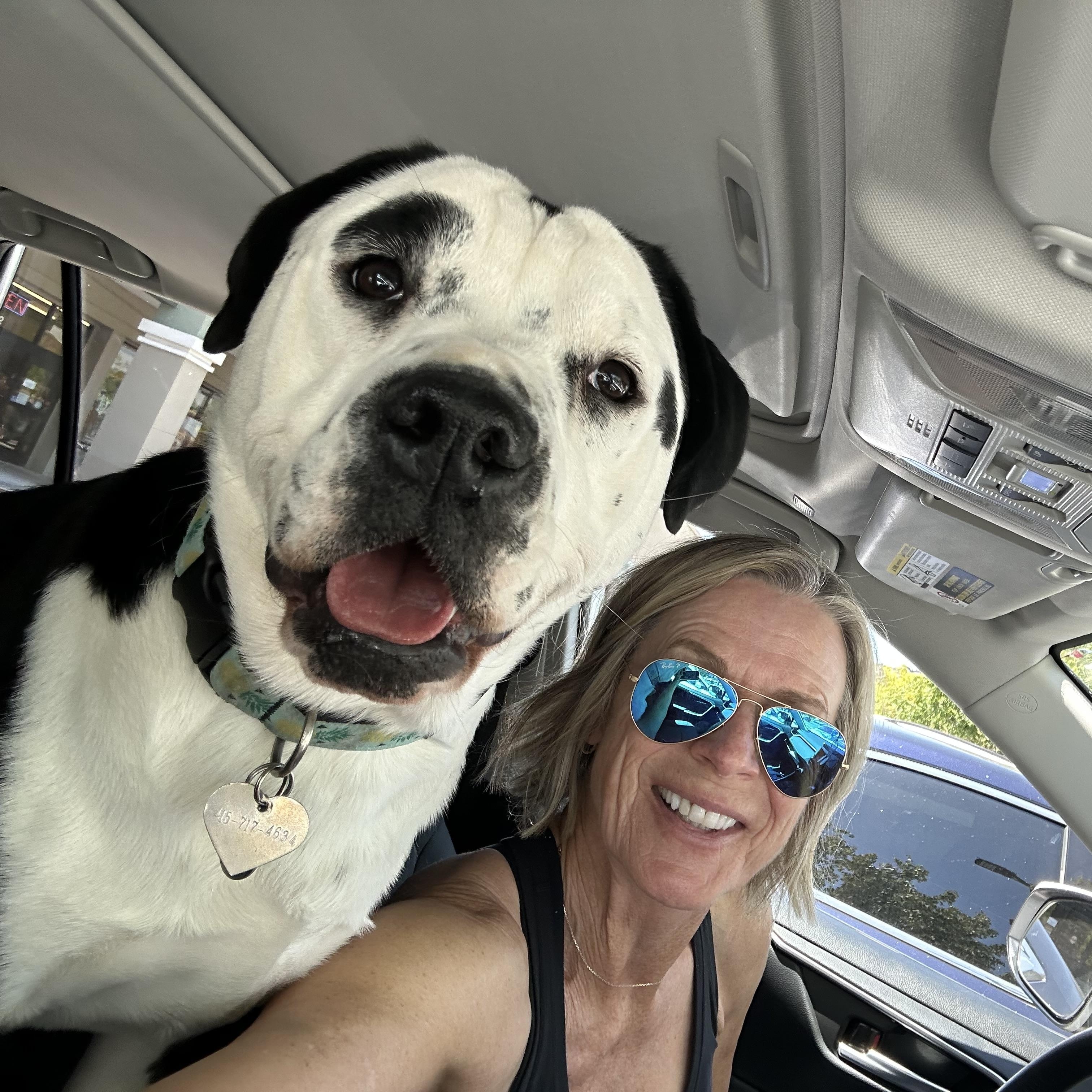 Daisy Muffin, a Adoptable mixed breed in Kensington, CA image 3/5