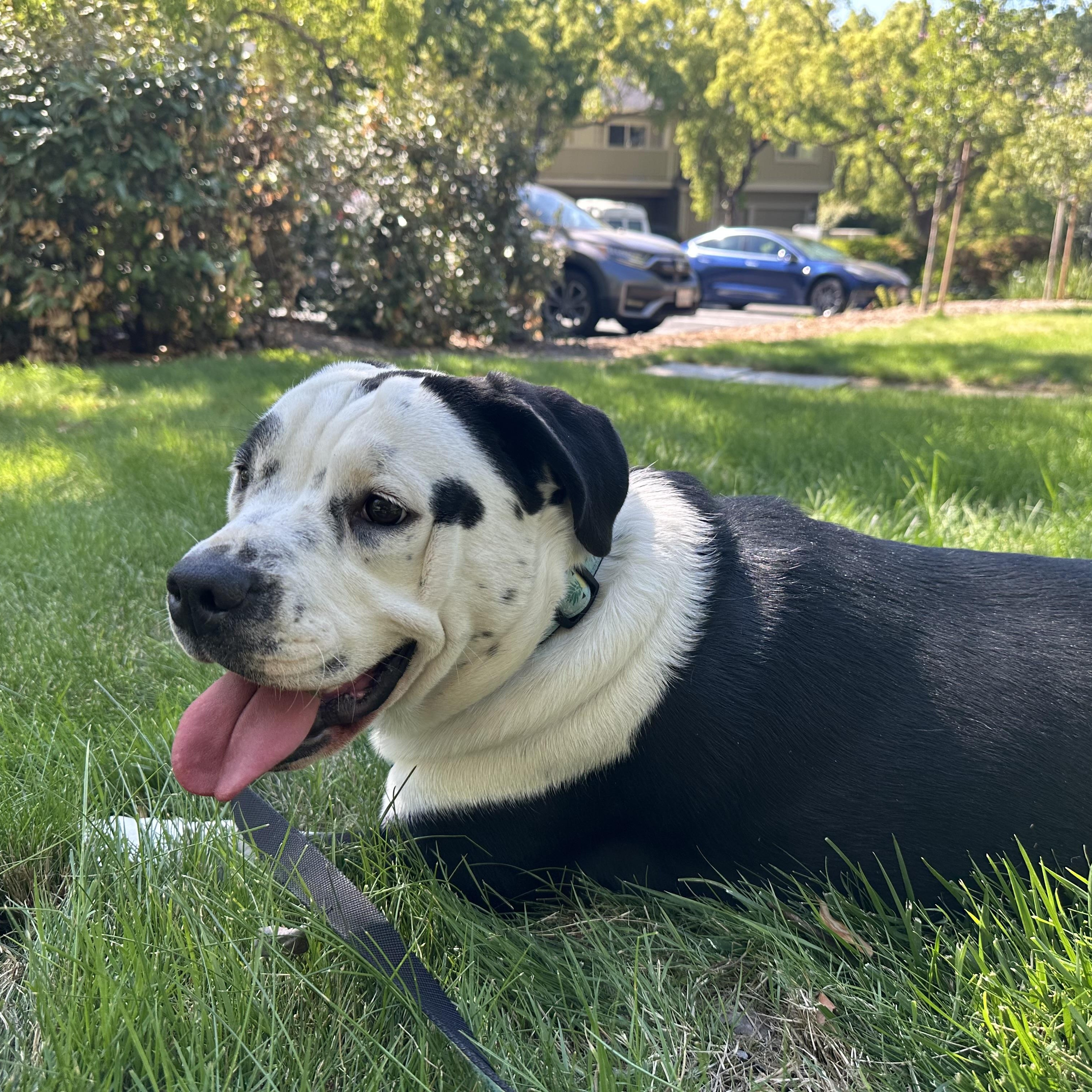 Daisy Muffin, a Adoptable mixed breed in Kensington, CA image 5/5