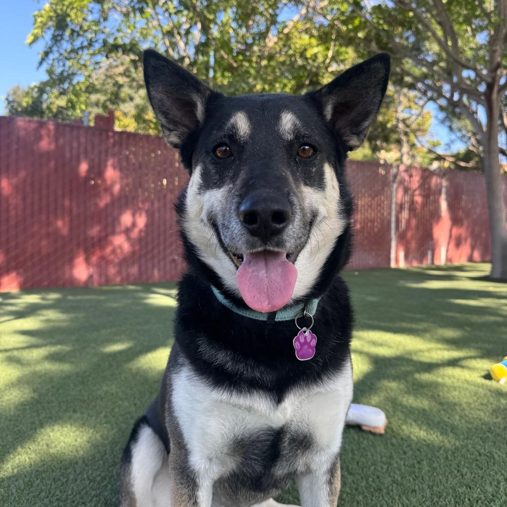 Sammy, Adoptable, Adult Male German Shepherd Dog & Mixed Breed.