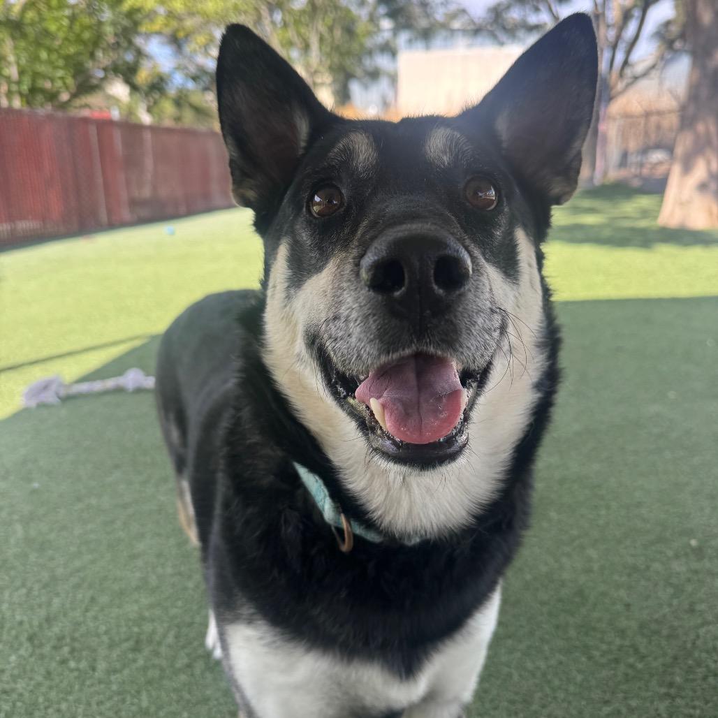 Enlarge Sammy, a Adoptable mixed breed in Buellton, CA image 2/6