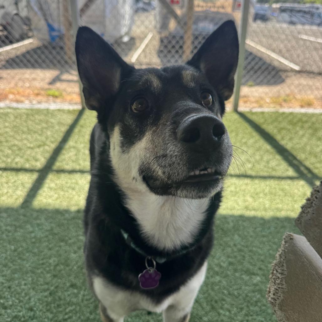 Enlarge Sammy, a Adoptable mixed breed in Buellton, CA image 2/4