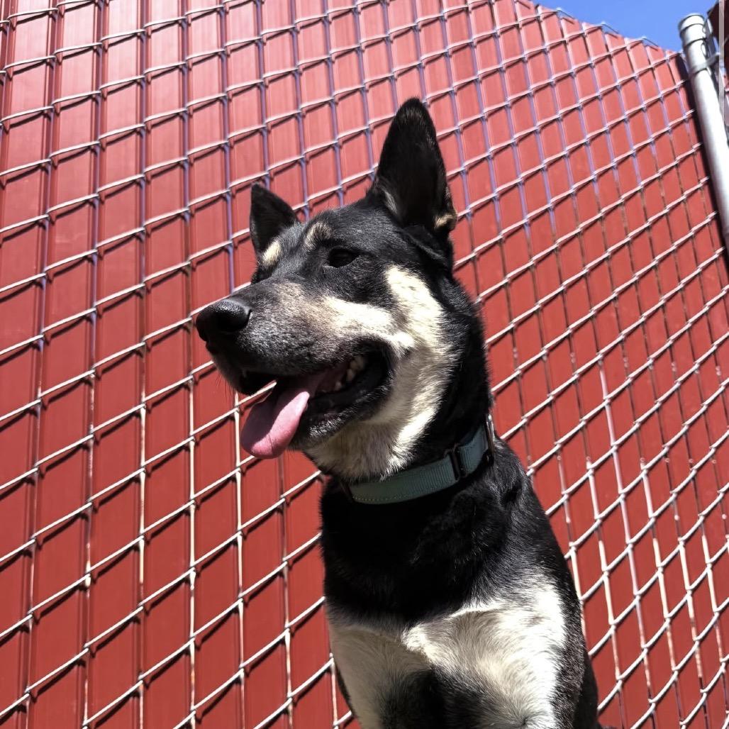 Sammy, Adoptable, Adult Male German Shepherd Dog & Mixed Breed.