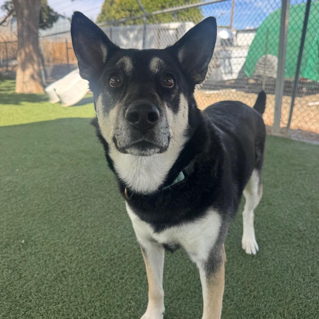Enlarge Sammy, a Adoptable mixed breed in Buellton, CA image 5/6