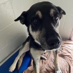 Enlarge Sammy, a Adoptable mixed breed in Buellton, CA image 2/2