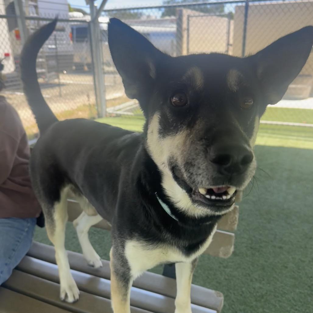Enlarge Sammy, a Adoptable mixed breed in Buellton, CA image 4/4