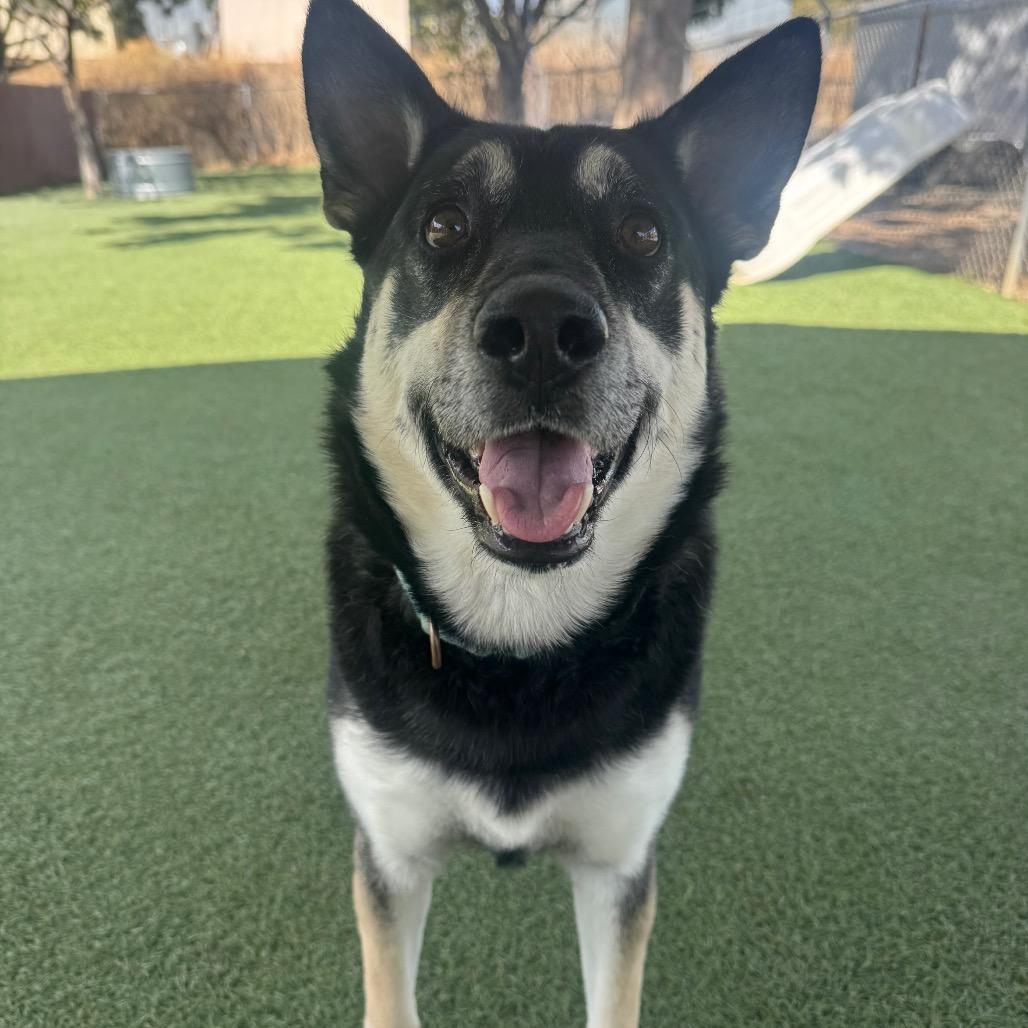 Enlarge Sammy, a Adoptable mixed breed in Buellton, CA image 6/6