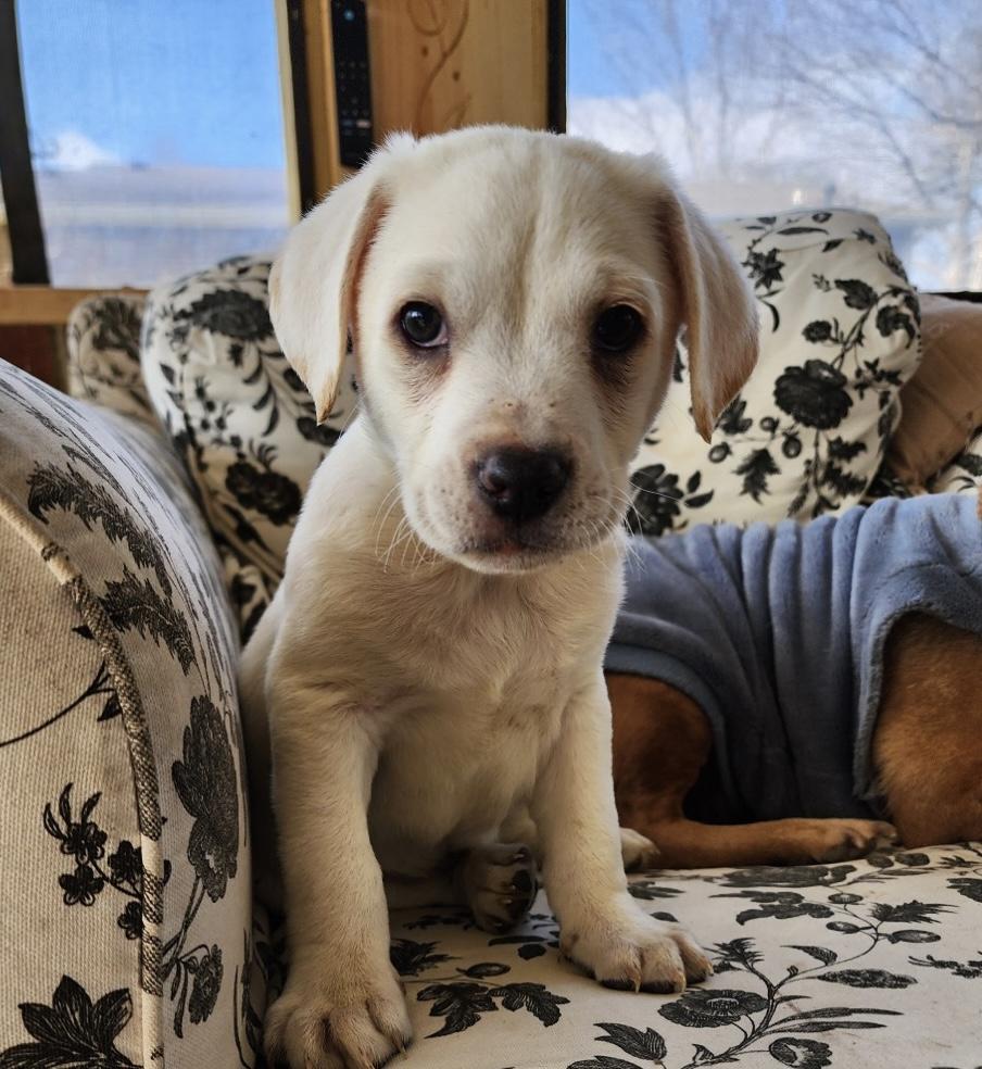 Enlarge Boone, a ADOPTABLE mixed breed in Centerville, TN image 1/3