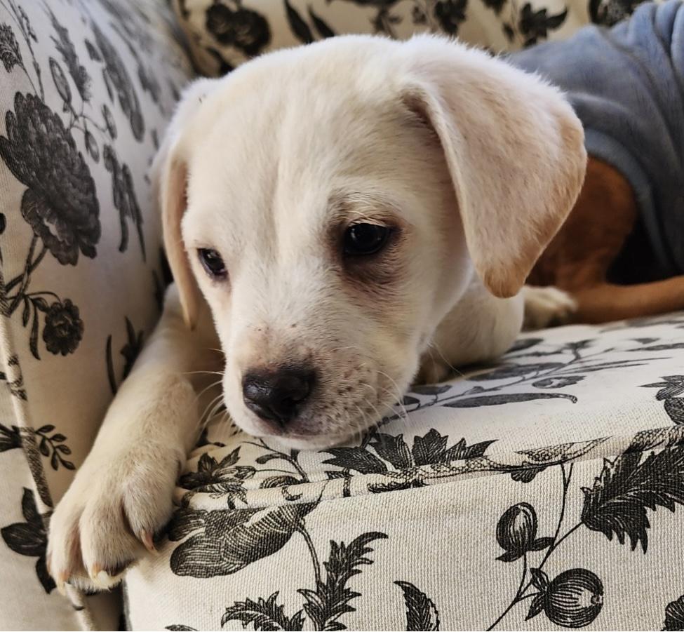 Enlarge Boone, a ADOPTABLE mixed breed in Centerville, TN image 2/3