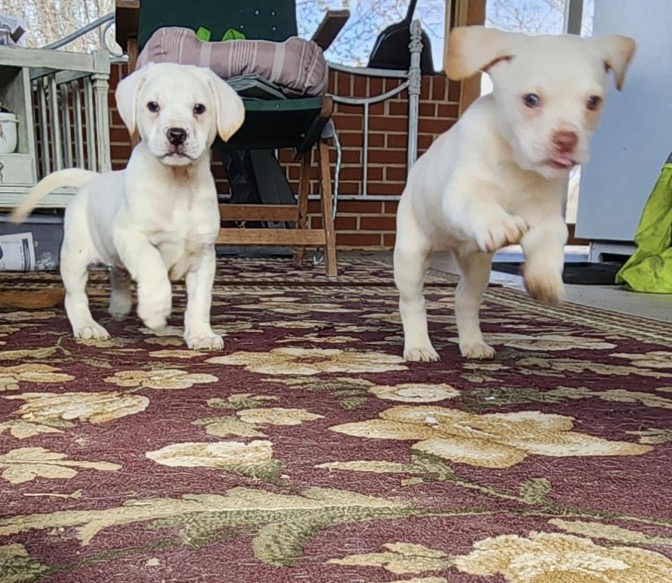 Enlarge Boone, a ADOPTABLE mixed breed in Centerville, TN image 3/3