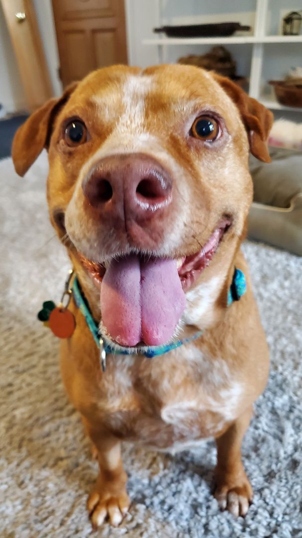 Enlarge Stevie, a Adopted mixed breed in Stamford, CT image 1/11