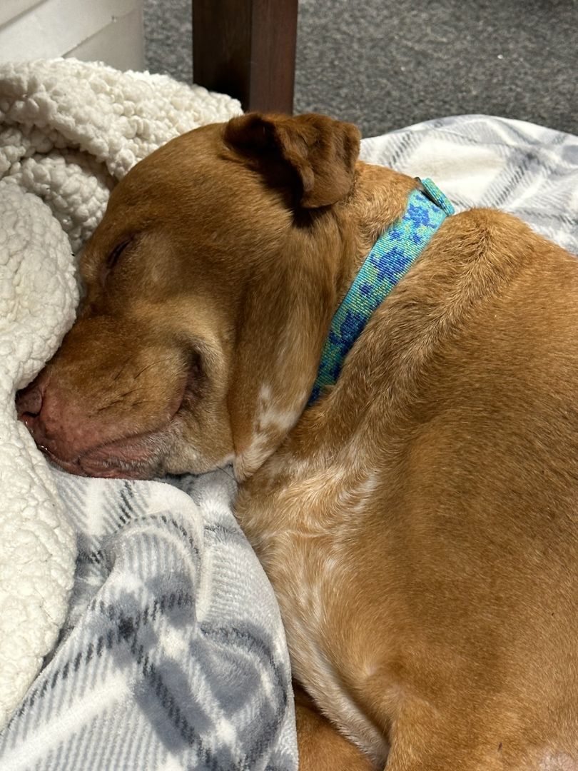 Enlarge Stevie, a Adopted mixed breed in Stamford, CT image 3/11