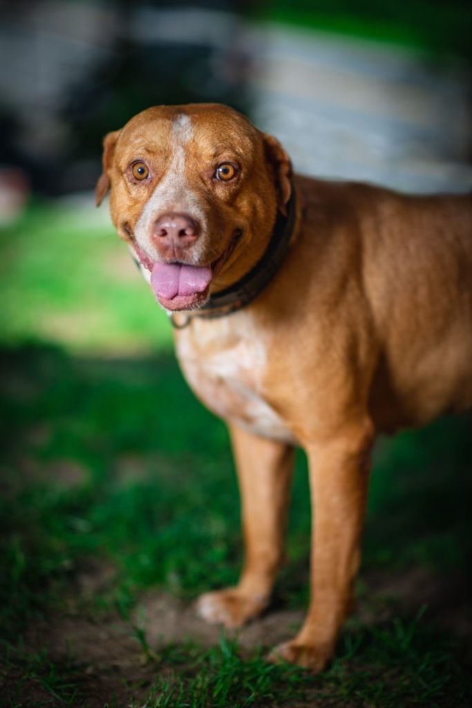 Enlarge Stevie, a Adopted mixed breed in Stamford, CT image 4/11