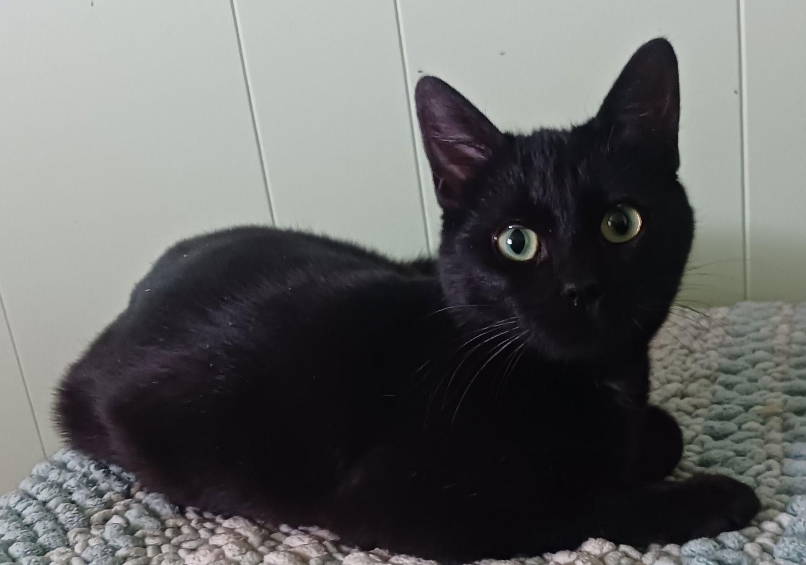 Onyx & Raven - bonded bombay beauties - CCC, a Adoptable mixed breed in San Luis Obispo, CA image 1/3