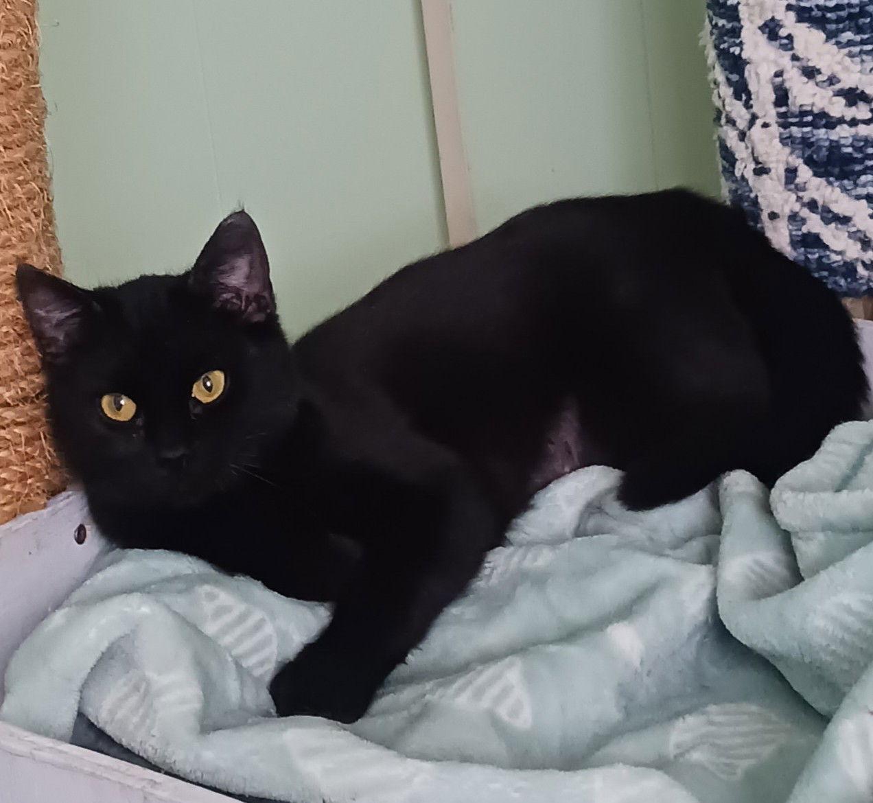 Onyx & Raven - bonded bombay beauties - CCC, a Adoptable mixed breed in San Luis Obispo, CA image 2/3