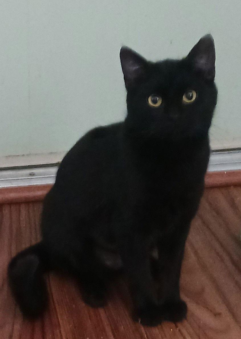 Onyx & Raven - bonded bombay beauties - CCC, a Adoptable mixed breed in San Luis Obispo, CA image 3/3