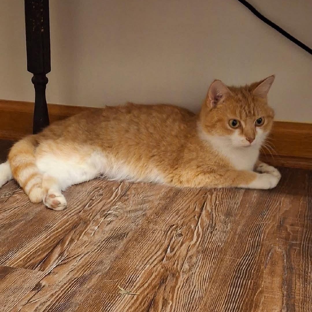 Enlarge Clementine, a ADOPTABLE American Shorthair in Danbury, CT image 1/1