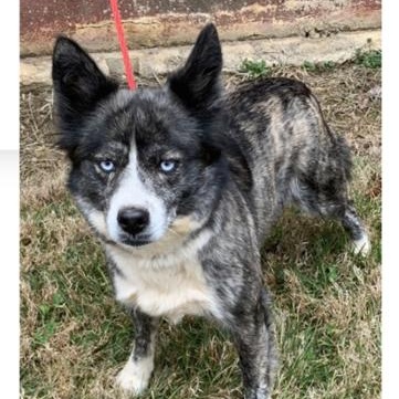 Enlarge Tawny, a ADOPTABLE mixed breed in Manhasset, NY image 1/5