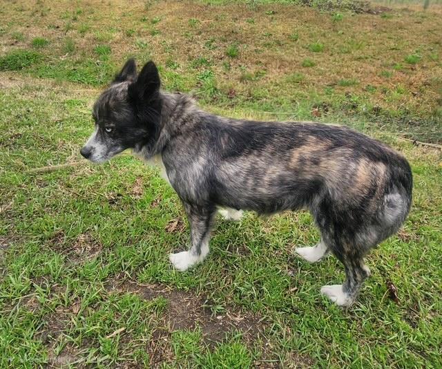 Enlarge Tawny, a ADOPTABLE mixed breed in Manhasset, NY image 4/5