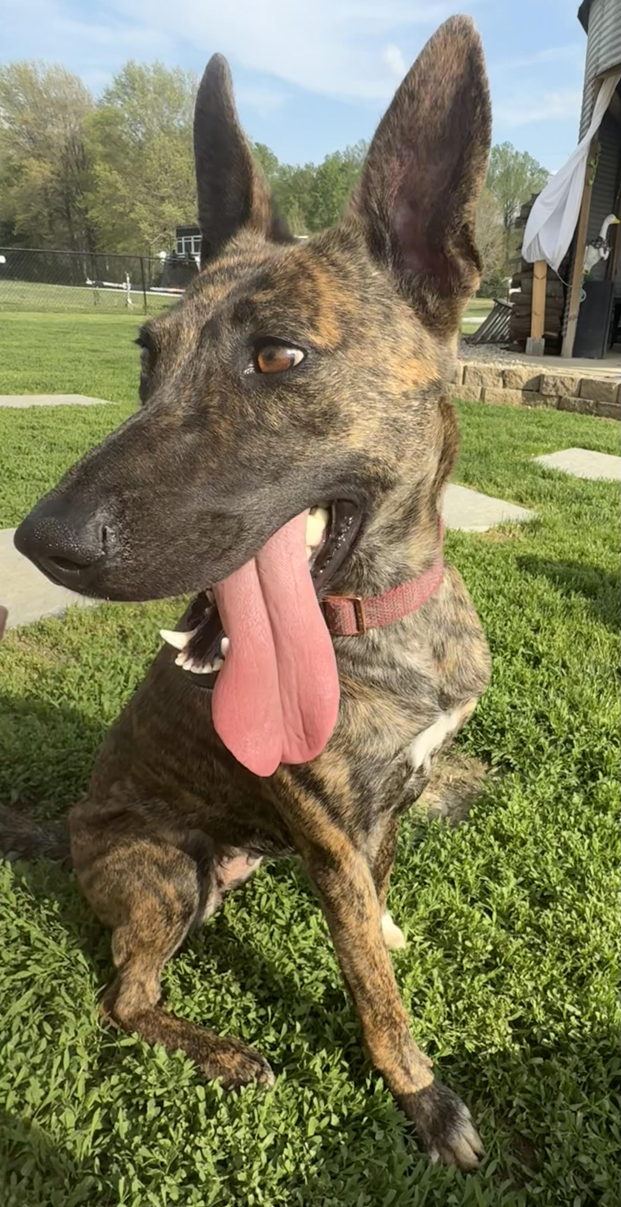 Enlarge Kimber , a ADOPTABLE mixed breed in Brazil, IN image 2/3