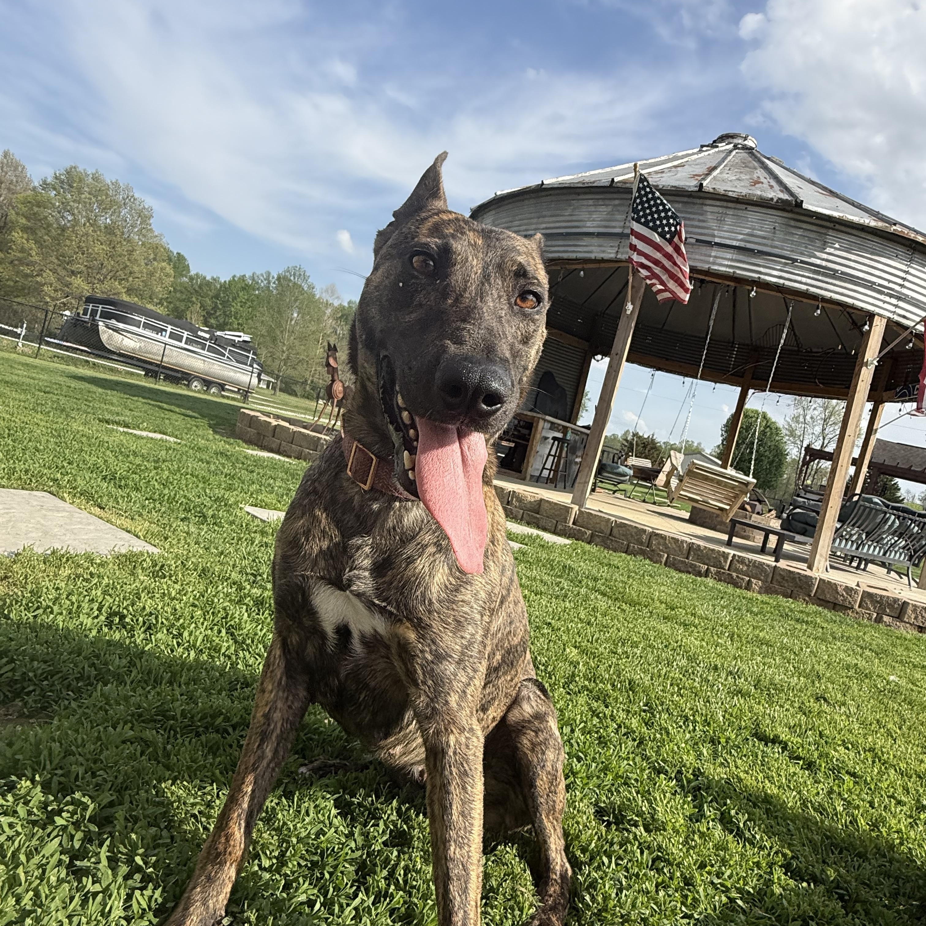 Kimber , ADOPTABLE, Adult Female Dutch Shepherd.