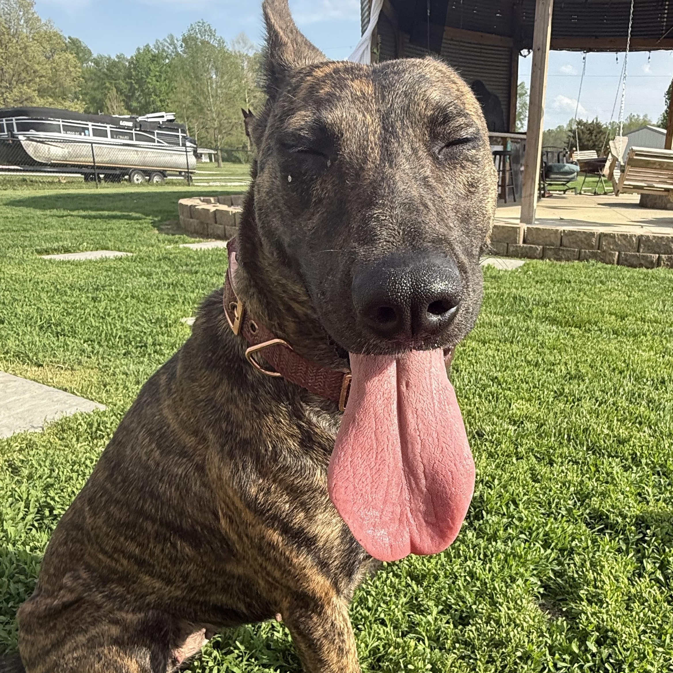 Enlarge Kimber , a ADOPTABLE mixed breed in Brazil, IN image 3/3